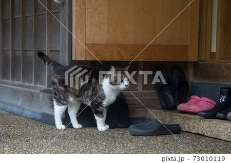 猫の縄張り 73010119