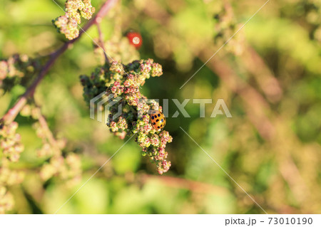 アカザの花と紅型のナミテントウ 73010190