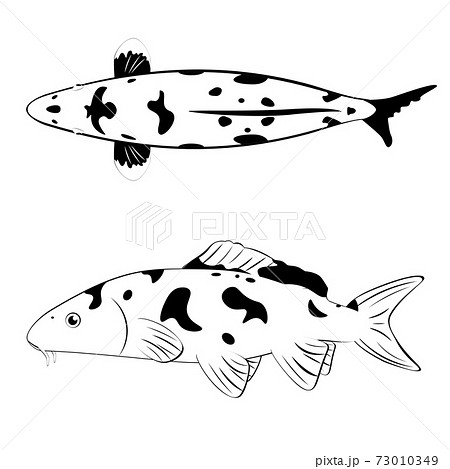 Koi Fish In Black And Whiteのイラスト素材