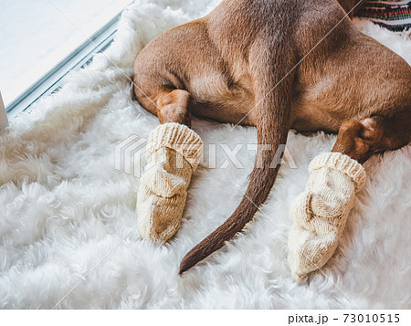 Lovable, pretty puppy of chocolate color. Close-up Lovable, pretty puppy of chocolate color. Close-up 73010515