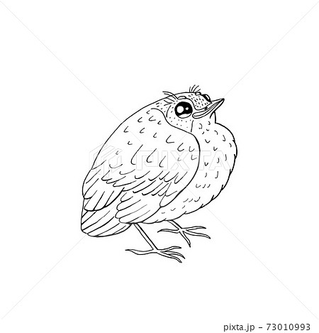 cute funny little bird. isolated on white... - Stock Illustration  [73010993] - PIXTA
