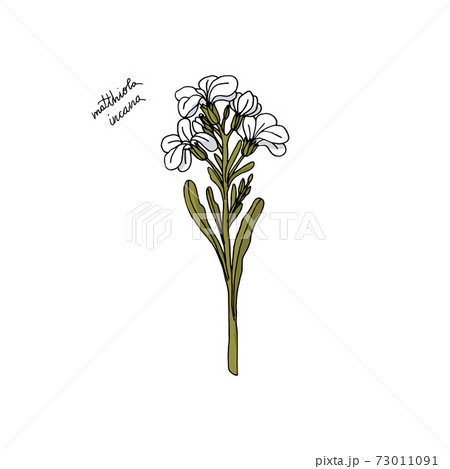 hand drawn stock Matthiola flower. floral design element hand drawn stock Matthiola flower. floral design element 73011091