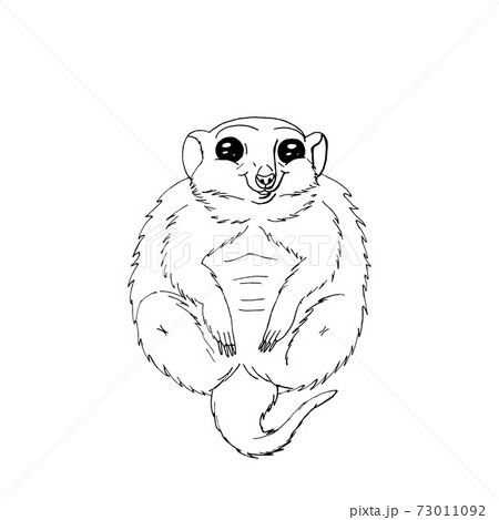 cute funny animal meercat sitting.isolated on white background. cute funny animal meercat sitting.isolated on white background. 73011092