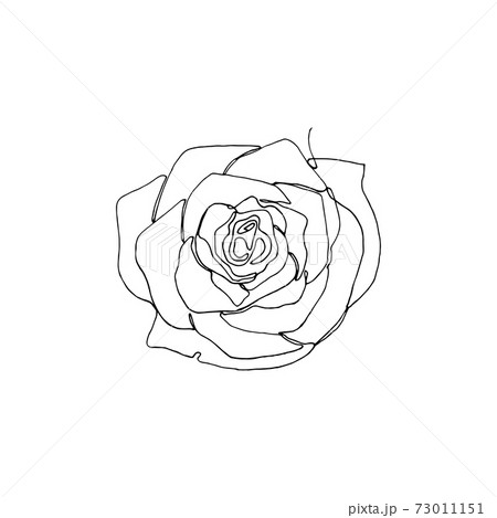 Hand Drawn Rose Flower One Single Continuous のイラスト素材