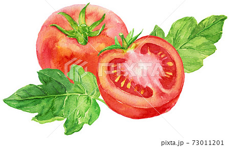 水彩トマトと半分のトマト 葉つきのイラスト素材