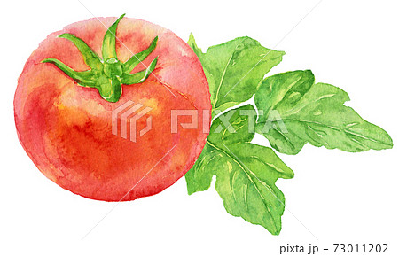 水彩トマトとトマトの葉のイラスト素材