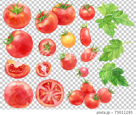 水彩トマトとミニトマトの素材集 水彩トマトとミニトマトの素材集 73011295