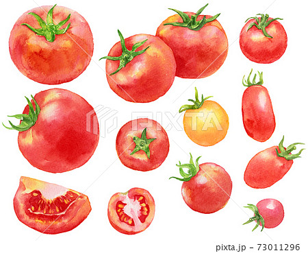 水彩たくさんのトマトとミニトマトのイラスト素材
