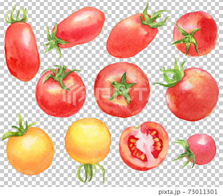 水彩たくさんのミニトマト 73011301