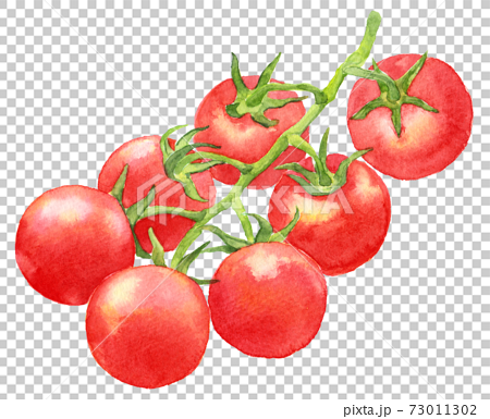 Bunch Of Watercolor Cherry Tomatoes Stock Illustration