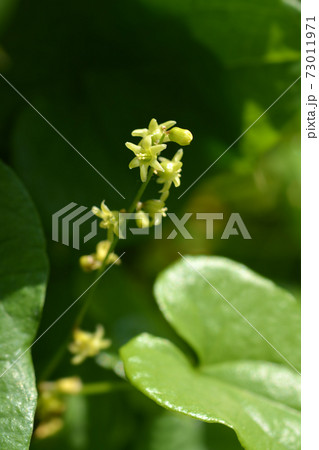 Black bryony Black bryony 73011971