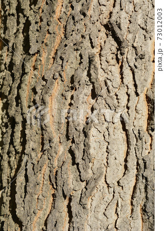 Common hackberry Common hackberry 73012003