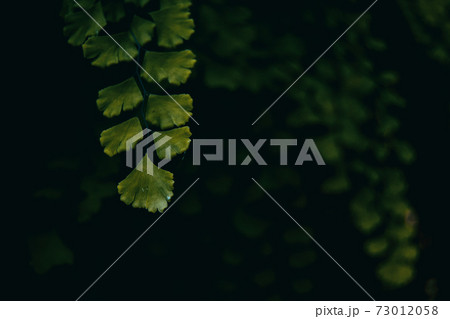 Adiantum capillus branch on dark background 73012058