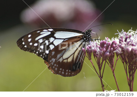 アサギマダラ　雄 73012159