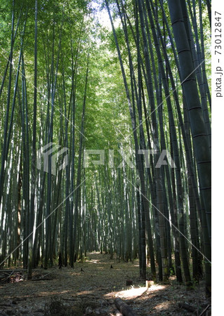 竹林 竹林 73012847