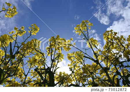 菜の花と青空と白い雲 菜の花と青空と白い雲 73012872