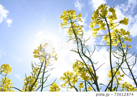 菜の花と青空と白い雲 菜の花と青空と白い雲 73012874