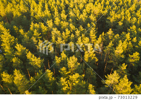 Aerial View Of Green Pine Coniferous Forest In Landscape During Sunset In Spring. Top View From Attitude. Drone View Of European Woods At Springtime 73013229