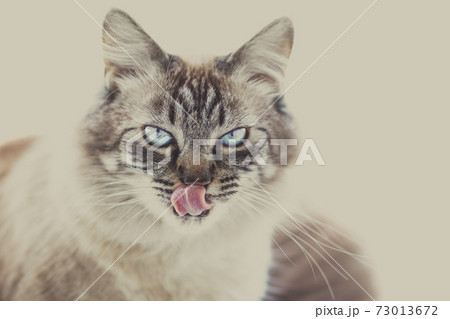 Ice cold domestic cat's look. Domestic cat on white background. Ice cold domestic cat's look. Domestic cat on white background. 73013672