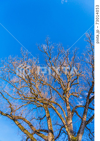 落葉した冬の樹木の写真素材
