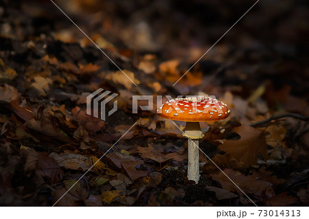 Fly agaric mushroom on a forest floor covered with leaves Fly agaric mushroom on a forest floor covered with leaves 73014313