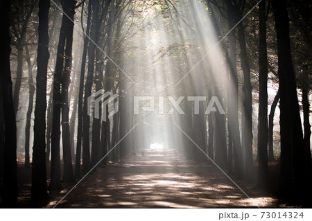 Tree avenue with a solar harp Tree avenue with a solar harp 73014324