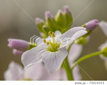 Pink cuckoo flower with soft bokeh Pink cuckoo flower with soft bokeh 73014353