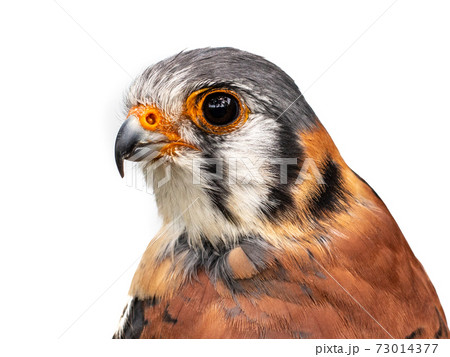 Head of a male American kestrel or falcon on white Head of a male American kestrel or falcon on white 73014377