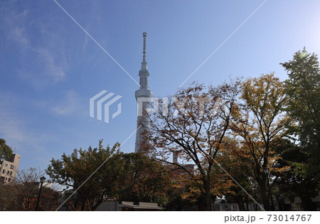 東京都墨田区の東京スカイツリーの見える風景 東京都墨田区の東京スカイツリーの見える風景 73014767