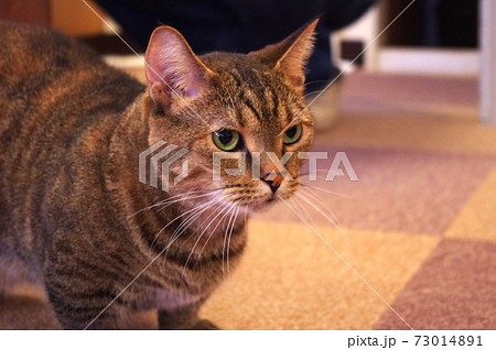 ペットとして人気のある猫種のマンチカンの写真素材