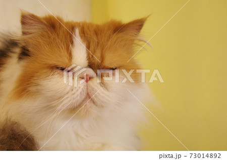 毛が長く鼻ペチャの猫種のペルシャ猫の写真素材