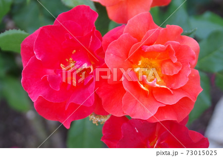 薔薇園に赤い薔薇の花が咲いています。このバラの名前はプリンセス・ミチコです。 薔薇園に赤い薔薇の花が咲いています。このバラの名前はプリンセス・ミチコです。 73015025