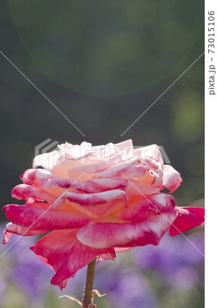 薔薇園のピンクと白色のバラの花が満開です。このバラの名前はダイアナ プリンスオブウェールズです。 薔薇園のピンクと白色のバラの花が満開です。このバラの名前はダイアナ プリンスオブウェールズです。 73015106