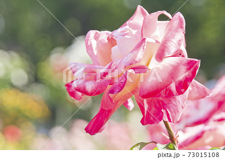 薔薇園のピンクと白色のバラの花が満開です。このバラの名前はダイアナ プリンスオブウェールズです。 薔薇園のピンクと白色のバラの花が満開です。このバラの名前はダイアナ プリンスオブウェールズです。 73015108