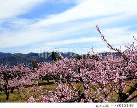 あら川桃源郷の桃の花 あら川桃源郷の桃の花 73015149