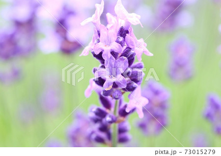 ラベンダー 紫色の花 クローズアップ ハーブの写真素材