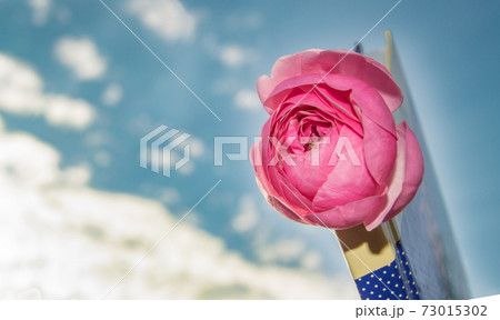 Close-up of a beautiful pink rose in a closed book, against the sky, the concept of youth, learning, love, student life 73015302