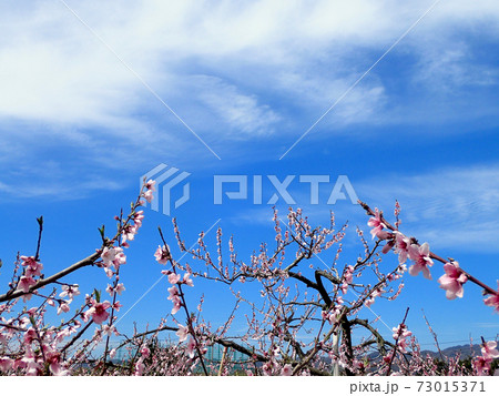 あら川桃源郷の桃の花 あら川桃源郷の桃の花 73015371
