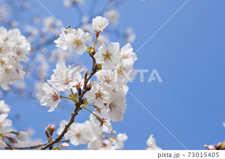 国分城山公園　青空を背景に桜 73015405