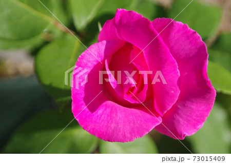 薔薇園にピンク色の薔薇の花が咲いています。このバラの名前はザ・マッカートニー・ローズです。 薔薇園にピンク色の薔薇の花が咲いています。このバラの名前はザ・マッカートニー・ローズです。 73015409