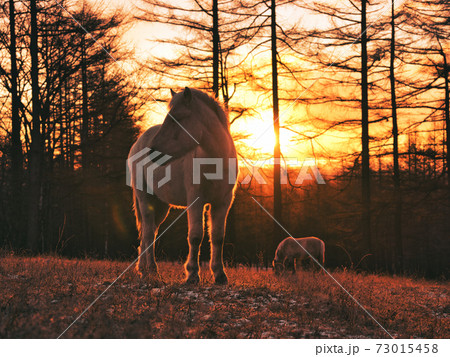 朝焼けと道産子 73015458