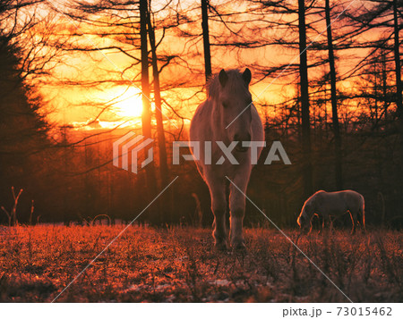 朝焼けと道産子 73015462