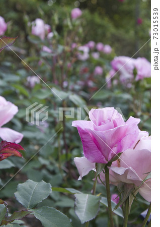 薔薇園にピンク色の薔薇の花が咲いています このバラの名前は桜貝です の写真素材