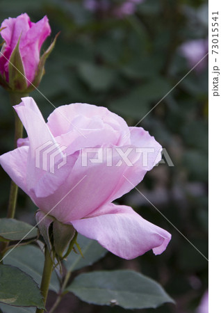 薔薇園にピンク色の薔薇の花が咲いています。このバラの名前は桜貝です。 薔薇園にピンク色の薔薇の花が咲いています。このバラの名前は桜貝です。 73015541
