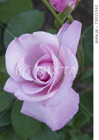 薔薇園にピンク色の薔薇の花が咲いています このバラの名前は桜貝です の写真素材