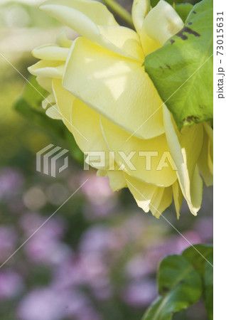 薔薇園に黄色のバラの花が咲いています。このバラの名前はカジノです。 73015631