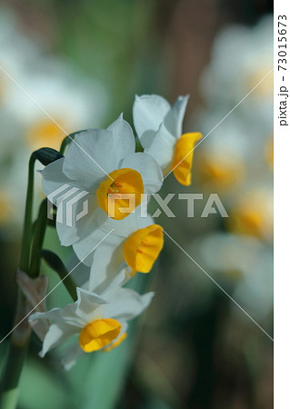 香り漂う冬の花 73015673