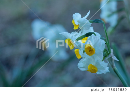 香り漂う冬の花 香り漂う冬の花 73015689