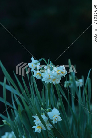 香り漂う冬の花 香り漂う冬の花 73015690