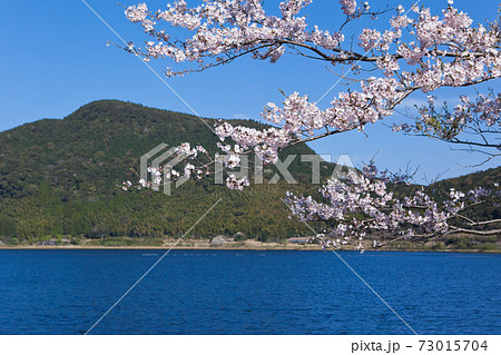 藺牟田池の湖面の上で咲く満開の桜 73015704
